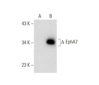 EphA7 Antibody (G-7) - Western Blotting - Image 143530 