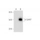 EphA7 Antibody (G-7) - Western Blotting - Image 143530 