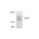 EphA7 Antibody (G-7) - Western Blotting - Image 412160