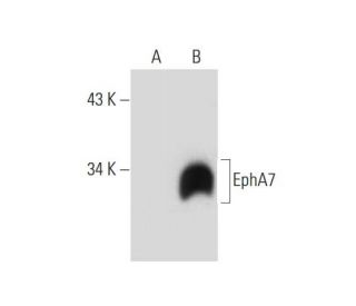 western blotting image from recommended EphA7 (E-7) monoclonal antibody replacement. Image 299442