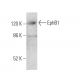 EphB1 Antibody (5F10A4) - Western Blotting - Image 373470