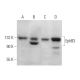 EphB3 Antibody (A-12) - Western Blotting - Image 375898 