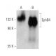 EphB4 Antibody (5G2F8) - Western Blotting - Image 370723