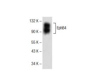 EphB4 Antibody (H-10): sc-365510
