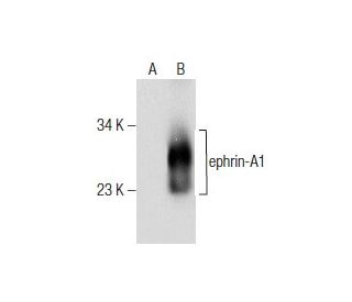 ephrin-A1 Antibody (B-12) - Western Blotting - Image 281822