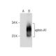 ephrin-A1 Antibody (B-12) - Western Blotting - Image 281822