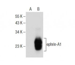 western blotting image from recommended ephrin-A1 (A-5) monoclonal antibody replacement. Image 283827