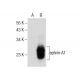 western blotting image from recommended ephrin-A1 (A-5) monoclonal antibody replacement. Image 283827