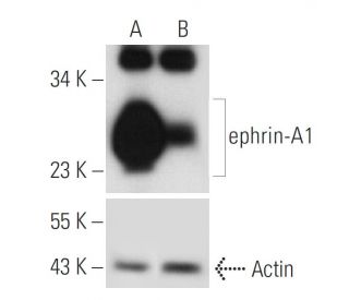 ephrin-A1 shRNA Plasmid (m): sc-39427-SH. Western blot analysis of mouse ephrin-A1 expression in ephrin-A1 transfected (A) 