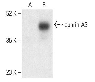 ephrin-A3 Antibody (D-8) - Western Blotting - Image 402310
