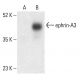 ephrin-A3 Antibody (D-8) - Western Blotting - Image 402310