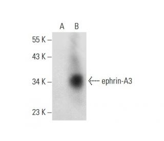 ephrin-A3 Antibody (G-11) - Western Blotting - Image 303779