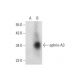 ephrin-A3 Antibody (G-11) - Western Blotting - Image 303779