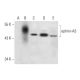 western blotting image from recommended ephrin-A3 (D-8) monoclonal antibody replacement. Image 298102