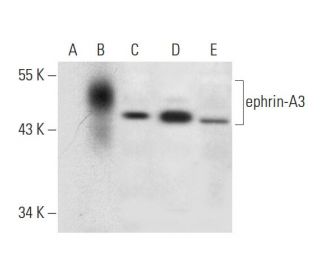 western blotting image from recommended ephrin-A3 (D-8) monoclonal antibody replacement. Image 298102
