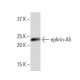 ephrin-A5 Antibody (RR-7) - Western Blotting - Image 33596 