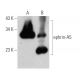ephrin-A5 Antibody (RR-7) - Western Blotting - Image 368201 