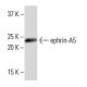 ephrin-A5 Antibody (RR-7) - Western Blotting - Image 396363