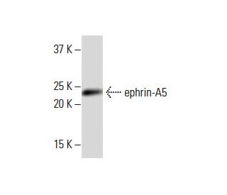 ephrin-A5 Antibody (RR-7) - Western Blotting - Image 396363