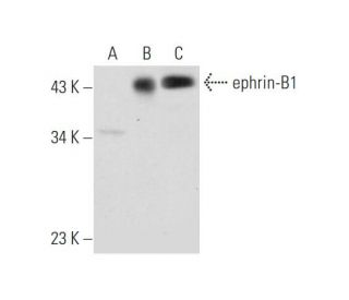 western blotting image from recommended ephrin-B1 (C-6) monoclonal antibody replacement. Image 344487