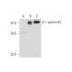western blotting image from recommended ephrin-B1 (C-6) monoclonal antibody replacement. Image 344487