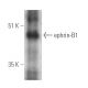 ephrin-B1 Antibody (C-6) - Western Blotting - Image 389346