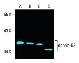 Anti-ephrin-B2 Antibody (F-2) | SCBT - Santa Cruz Biotechnology