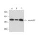 western blotting image from recommended ephrin-B2 (F-2) monoclonal antibody replacement. Image 308154