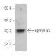 ephrin-B3 Antibody (A-7) - Western Blotting - Image 362289