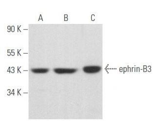 western blotting image from recommended ephrin-B3 (D-11) monoclonal antibody replacement. Image 357431