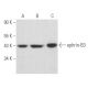 western blotting image from recommended ephrin-B3 (D-11) monoclonal antibody replacement. Image 357431