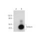 Epilysin Antibody (F-10) - Western Blotting - Image 333696