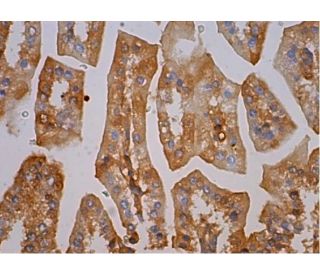 Epiregulin Antibody (C-9) - Immunohistochemistry - Image 382447 