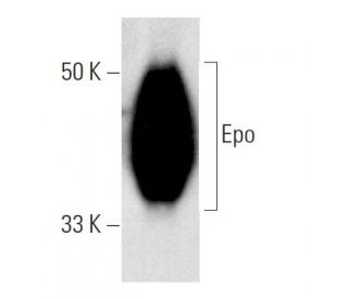Erythropoietin/EPO Antibody (B-4) - Western Blotting - Image 2680 