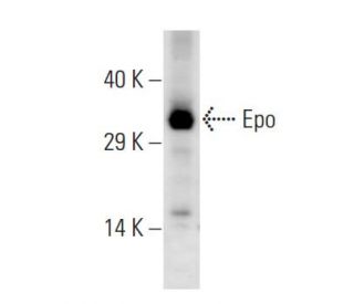 western blotting image from recommended Erythropoietin/EPO (7D10) monoclonal antibody replacement. Image 38334