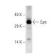 western blotting image from recommended Erythropoietin/EPO (7D10) monoclonal antibody replacement. Image 38334