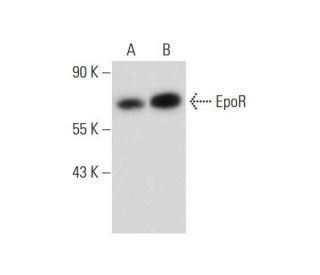 western blotting image from recommended EpoR (D-5) monoclonal antibody replacement. Image 147522
