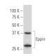 Eppin Antibody (YY-23) - Western Blotting - Image 34099