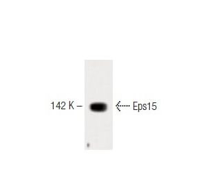Eps15 Antibody (17) - Western Blotting - Image 60294