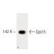 Eps15 Antibody (17) - Western Blotting - Image 60294