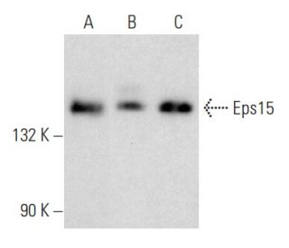 western blotting image from recommended Eps15 (E-3) monoclonal antibody replacement. Image 357328