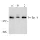 Cet anticorps polyclonal n'est plus commercialisé. Voir l'anticorps monoclonal <a href="eps15-antibody-e-3">Eps15 (E-3)</a> que nous recommandons (données d'échantillonnage indiquées). western blotting image from recommended Eps15 (E-3) monoclonal antibody replacement. Image 357328
