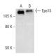 Eps15 Antibody (E-3) - Western Blotting - Image 286953