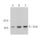 Eps8 Antibody (D-4) - Western Blotting - Image 364388