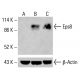 Eps8 Antibody (D-4) - Western Blotting - Image 415505