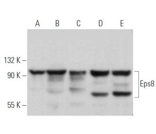 western blotting image from recommended Eps8 (F-8) monoclonal antibody replacement. Image 373007