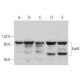 western blotting image from recommended Eps8 (F-8) monoclonal antibody replacement. Image 373007