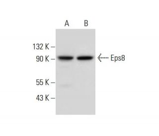 Eps8 Antibody (D-4) - Western Blotting - Image 306582The Double Nickase Plasmid features a U6 promoter for sgRNA expression, a 20 nt targeting sequence, and a gRNA scaffold to guide Cas9n. It includes a CBh promoter for Cas9n (D10A) and puromycin resistance, GFP for transfection verification, and nuclear localization signals (NLS). The 2A peptide allows co-expression of Cas9n and Puro from a single promoter, enabling precise genome editing with reduced off-target effects.