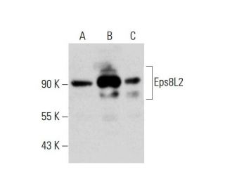 Eps8L2 Antibody (F-8) - Western Blotting - Image 325234 