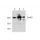 Eps8L2 Antibody (F-8) - Western Blotting - Image 325234 